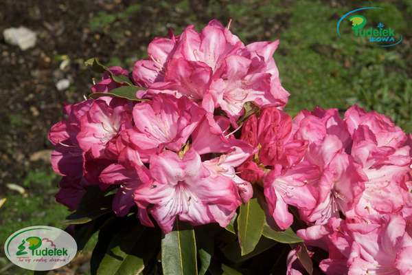 Rhododendron Resonanz
